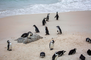 Penguin Watch Tour Packages